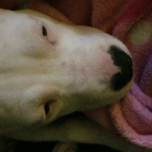 Meet your Posher, Violet